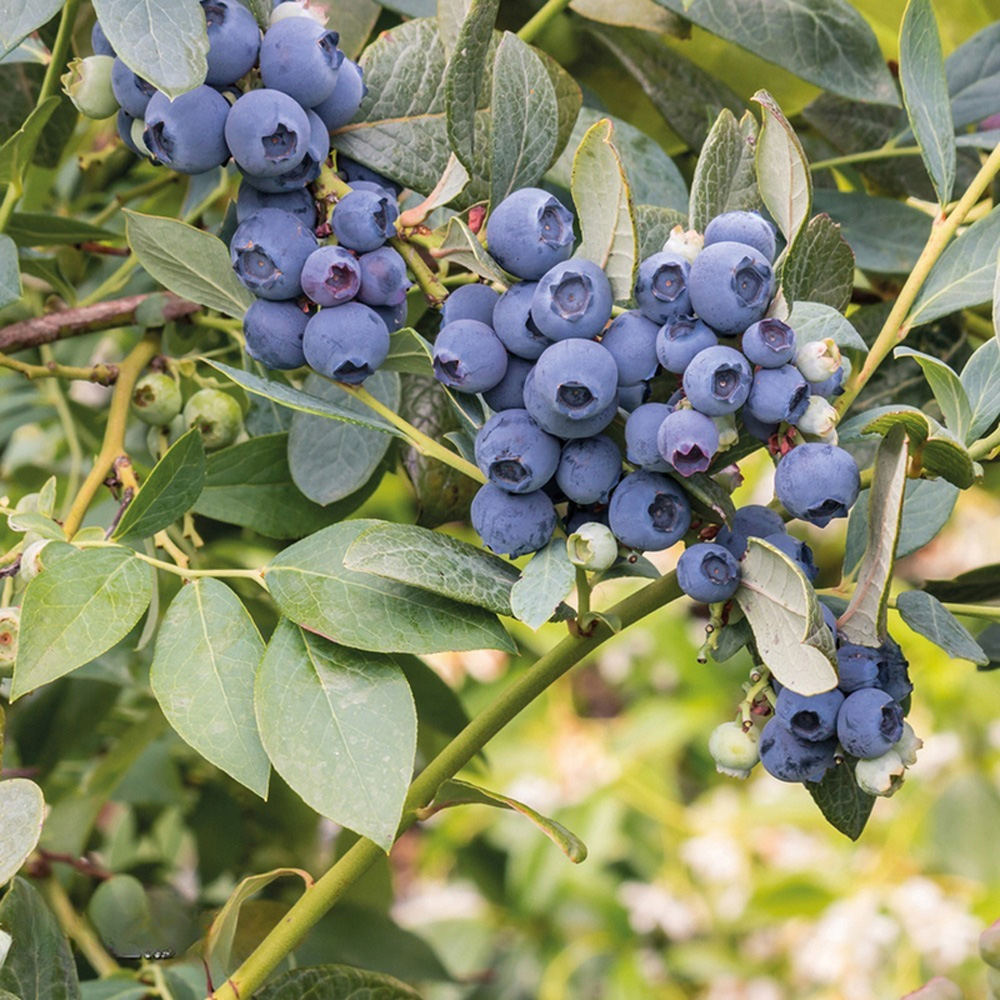 Thompson & Morgan Blueberry Vaccinium Duke Plant Pot 9cm 4 Pack Image 3