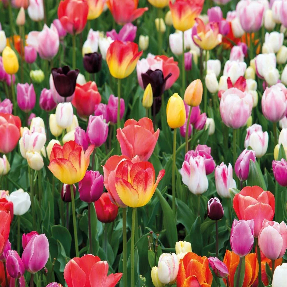 Thompson and Morgan Tulip Triumph Mixed Planting Bulb 160 Pack Image 5