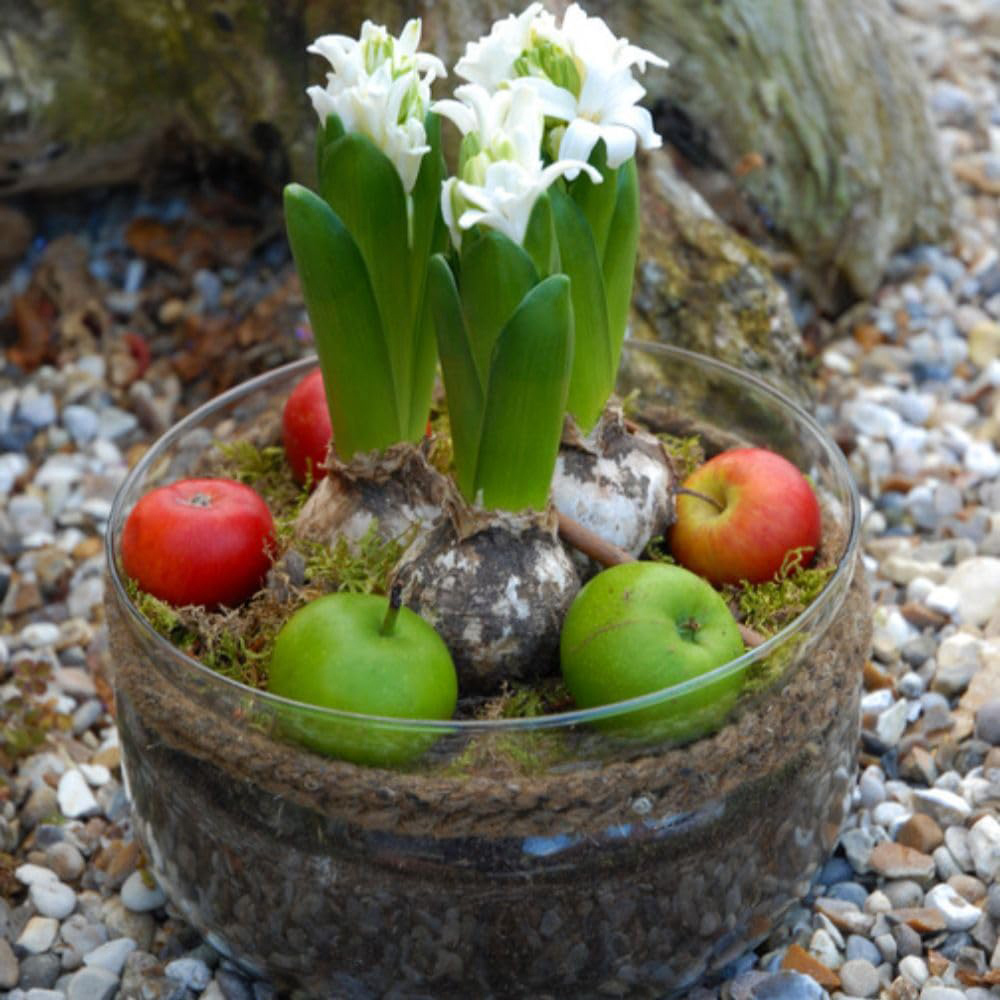 Thompson and Morgan Christmas Gift 3 Hyacinth in Lit Glass Bowl Image 6