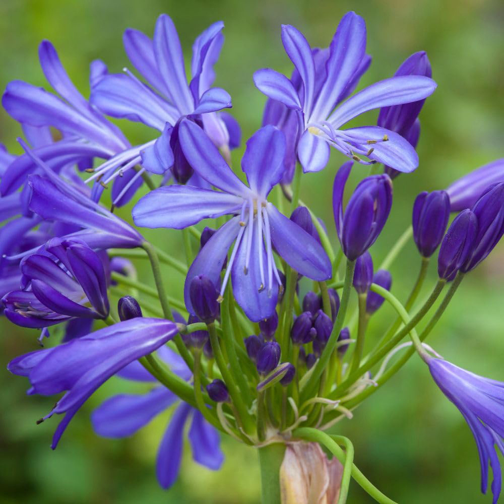 Thompson and Morgan Agapanthus African Skies Plant Pot 9cm 3 Pack Image 1