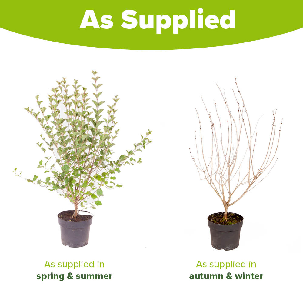 YouGarden Lilac Syringa Palibin Plant Pot 3L Image 4
