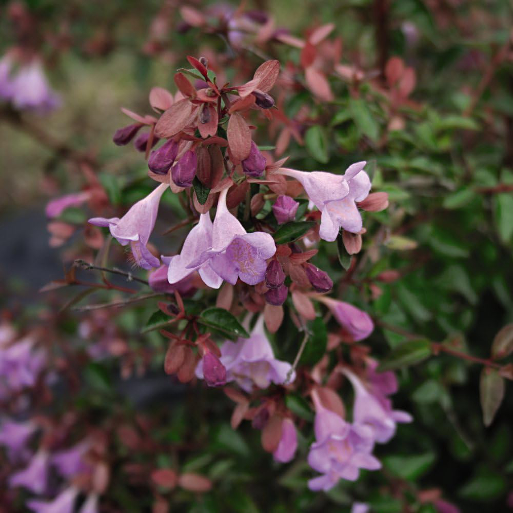 Thompson and Morgan Abelia Grandiflora Pink Pong Plant Pot 3L Image 3