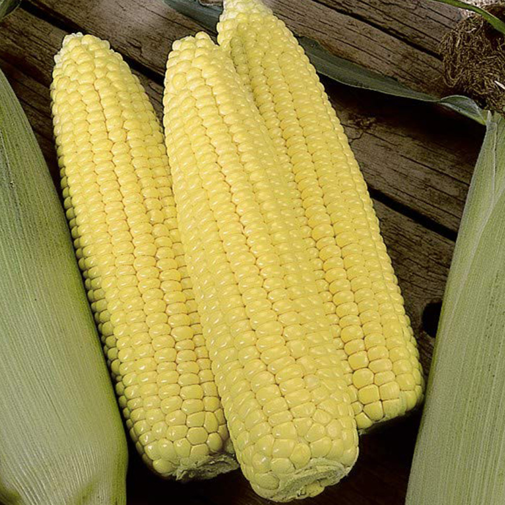 Thompson & Morgan Sweetcorn Swift F1 Hybrid Seeds Image 1