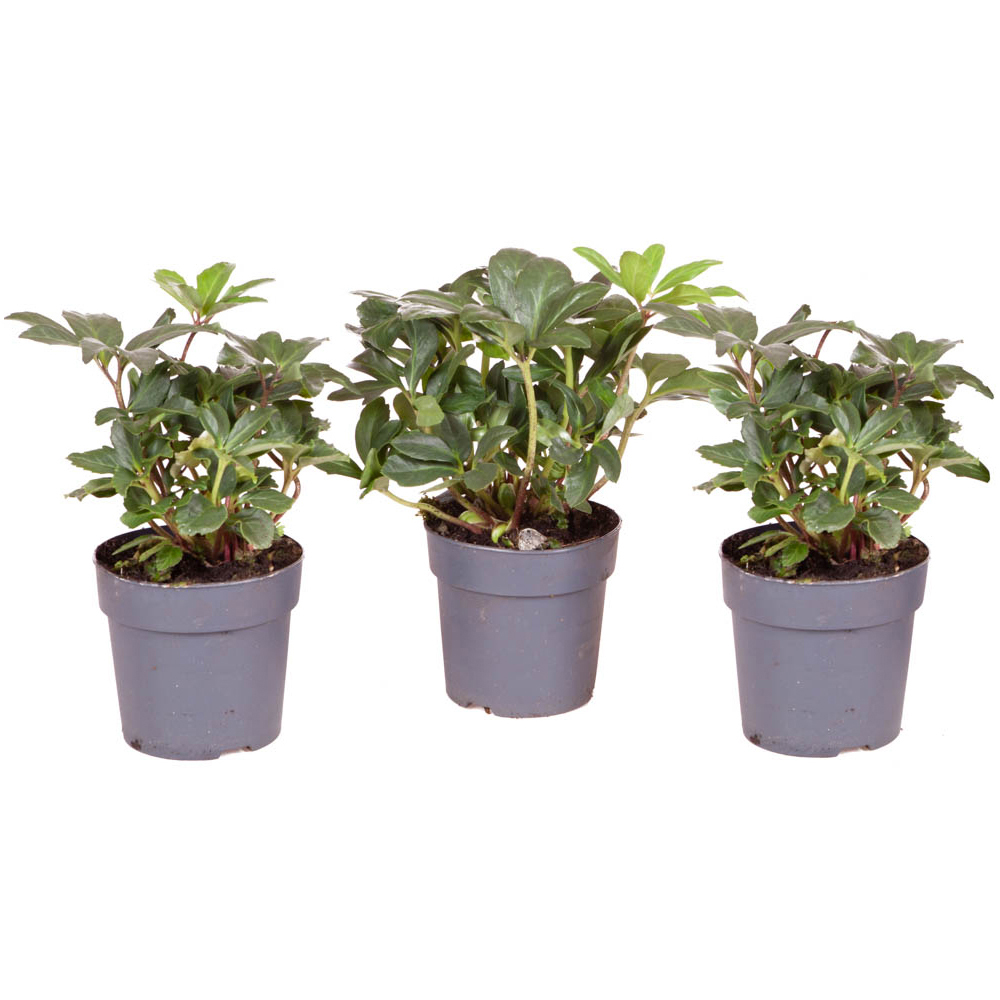 wilko Christmas Roses Helleborus Niger with Plant Pot 12cm 3 Pack Image 2