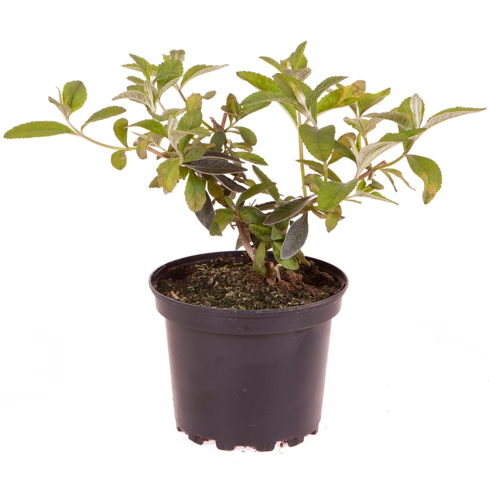 YouGarden Buddleia Sungold Plant Pot Image 4