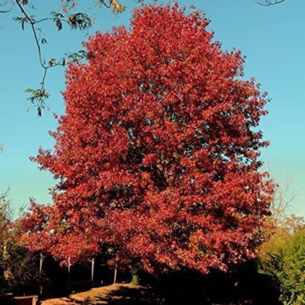 Inspirational Gifting Red Oak Bare Root Hedge Plant Sapling 2-3ft 20 Pack Image 2