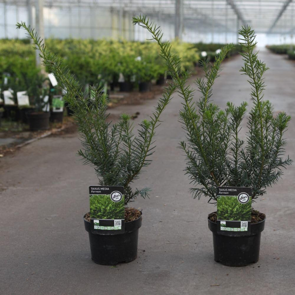 Thompson and Morgan Taxus Media Farmen Plant Pot 3L Image 4