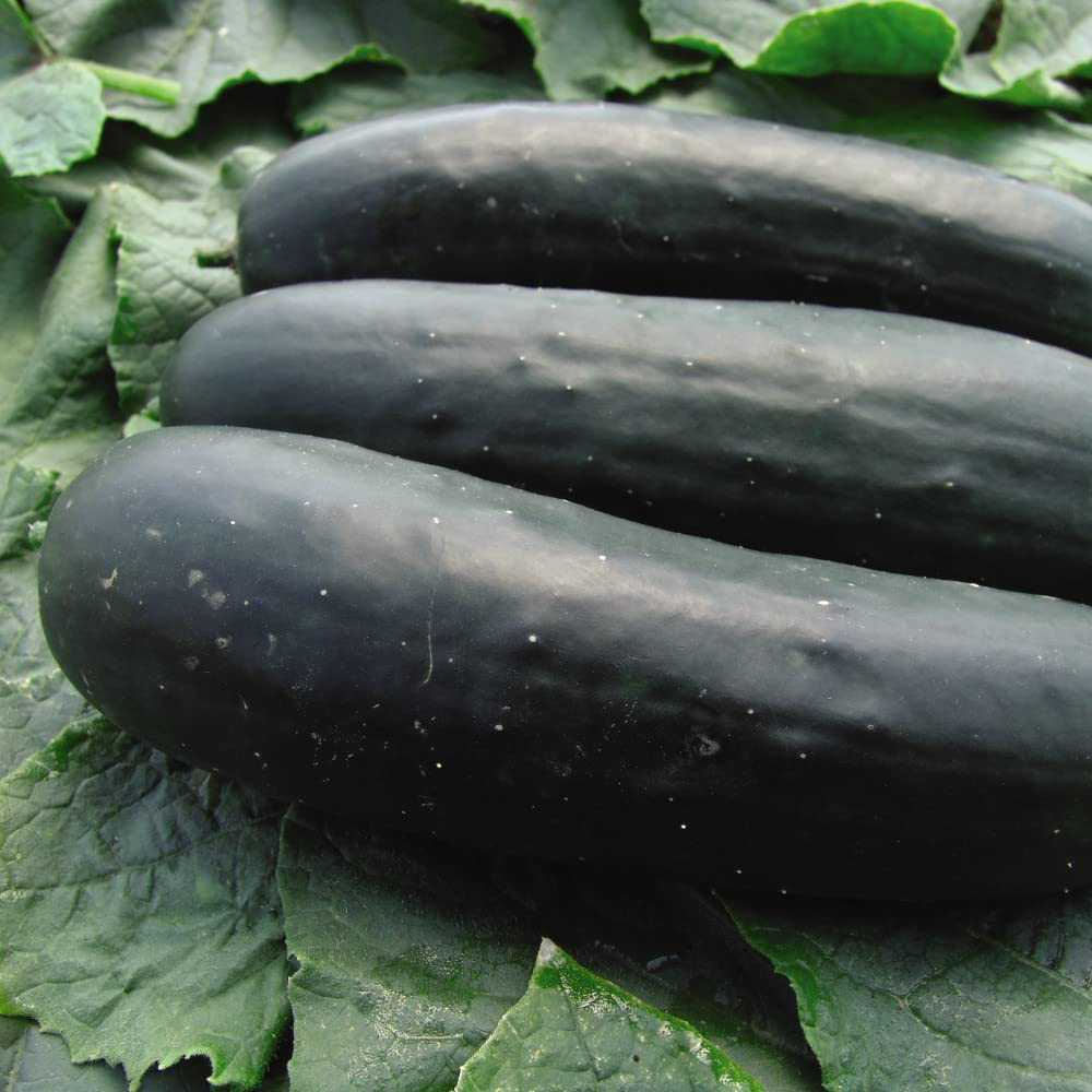 Thompson and Morgan Cucumber Jogger F1 Hybrid Seeds Image 2