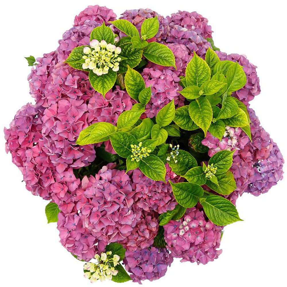 Thompson and Morgan Hydrangea Tabletop Plant Pot 17cm 2 Pack Image 2