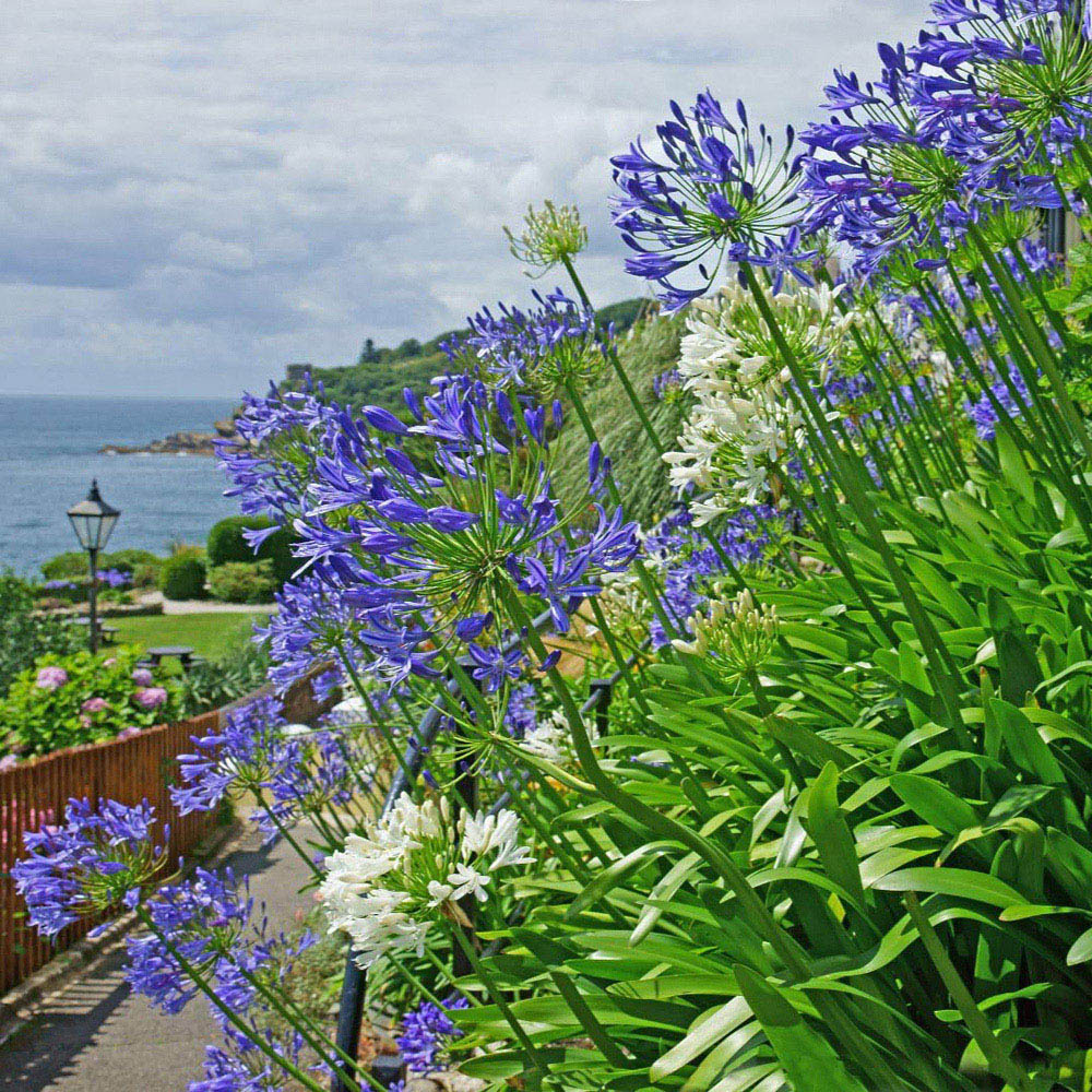 Thompson and Morgan Agapanthus Queen Of The Ocean Plant Pot 3L 2 Pack Image 1