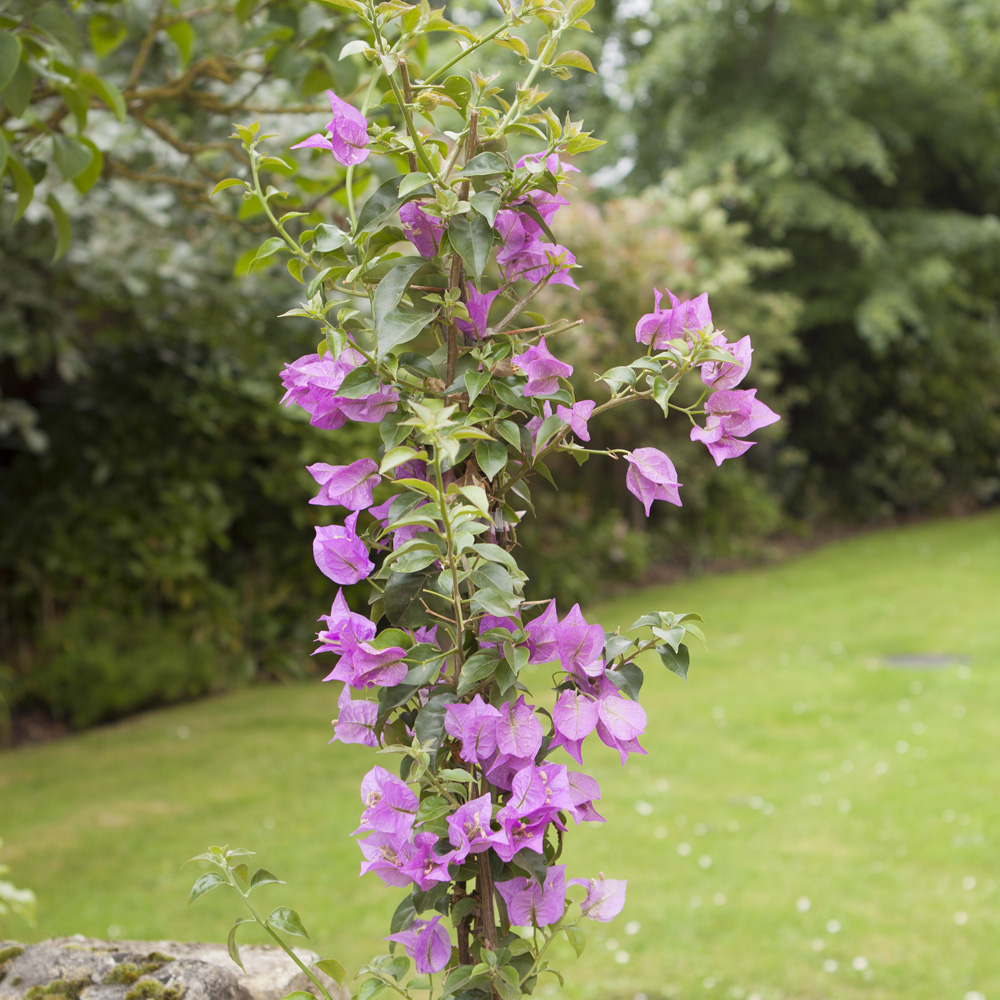 YouGarden Bougainvillea Purple Pillar Pot Image 1