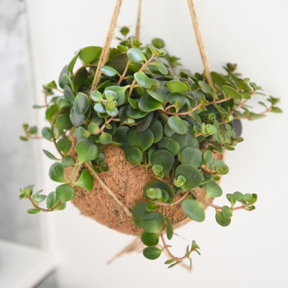 Thompson and Morgan Green Kokodama Hanging Mix Plant in Pot 15cm Image 2