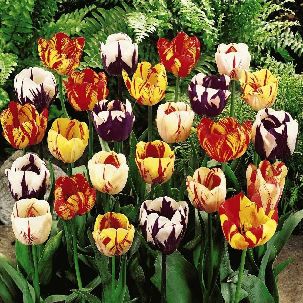 Thompson and Morgan Tulip Rembrandt Mixed Planting Bulb 16 Pack Image 2