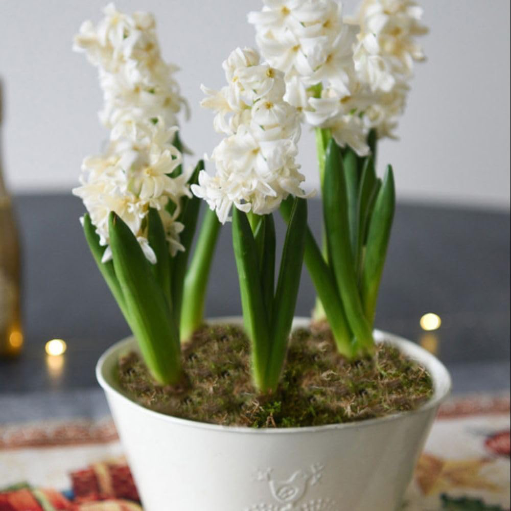 Thompson and Morgan Christmas Gift Hyacinth White Pearl 5 Planting Bulb in Pot 2 Pack Image 7