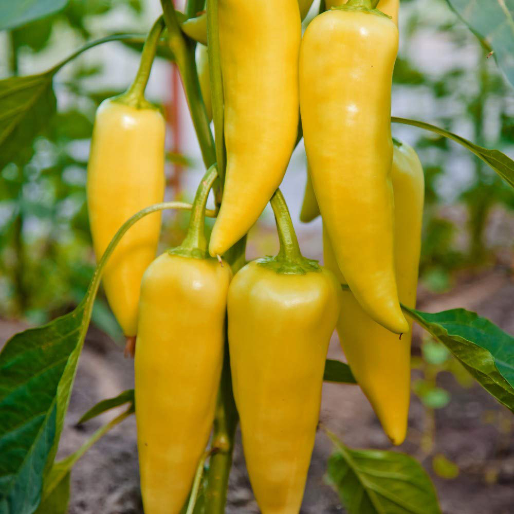 Thompson and Morgan Pepper Sweet Tasty Mix All Season Seeds Image 3