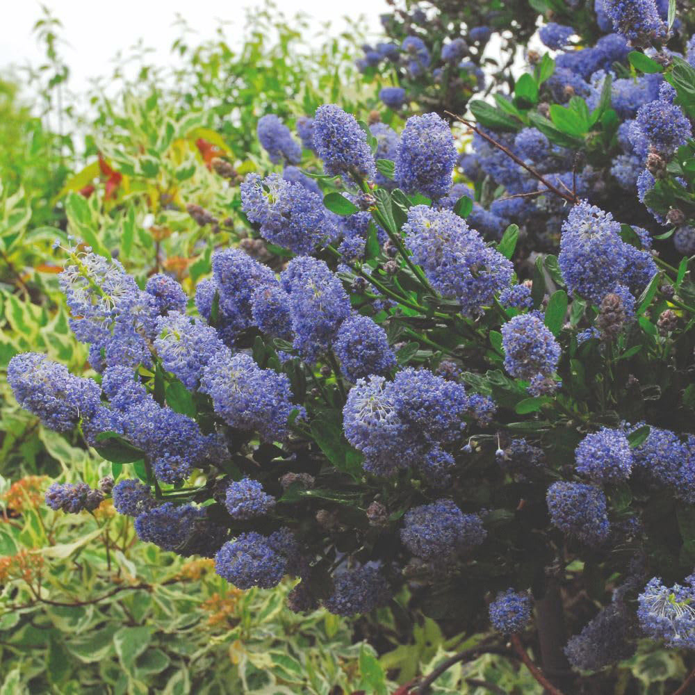 Thompson and Morgan Ceanothus Caeruleus Concha Plant Pot 9cm Image 2