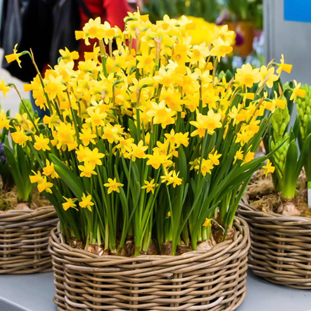 wilko Narcissus Tete a Tete Golden Yellow Planting Bulb 30 Pack Image 2