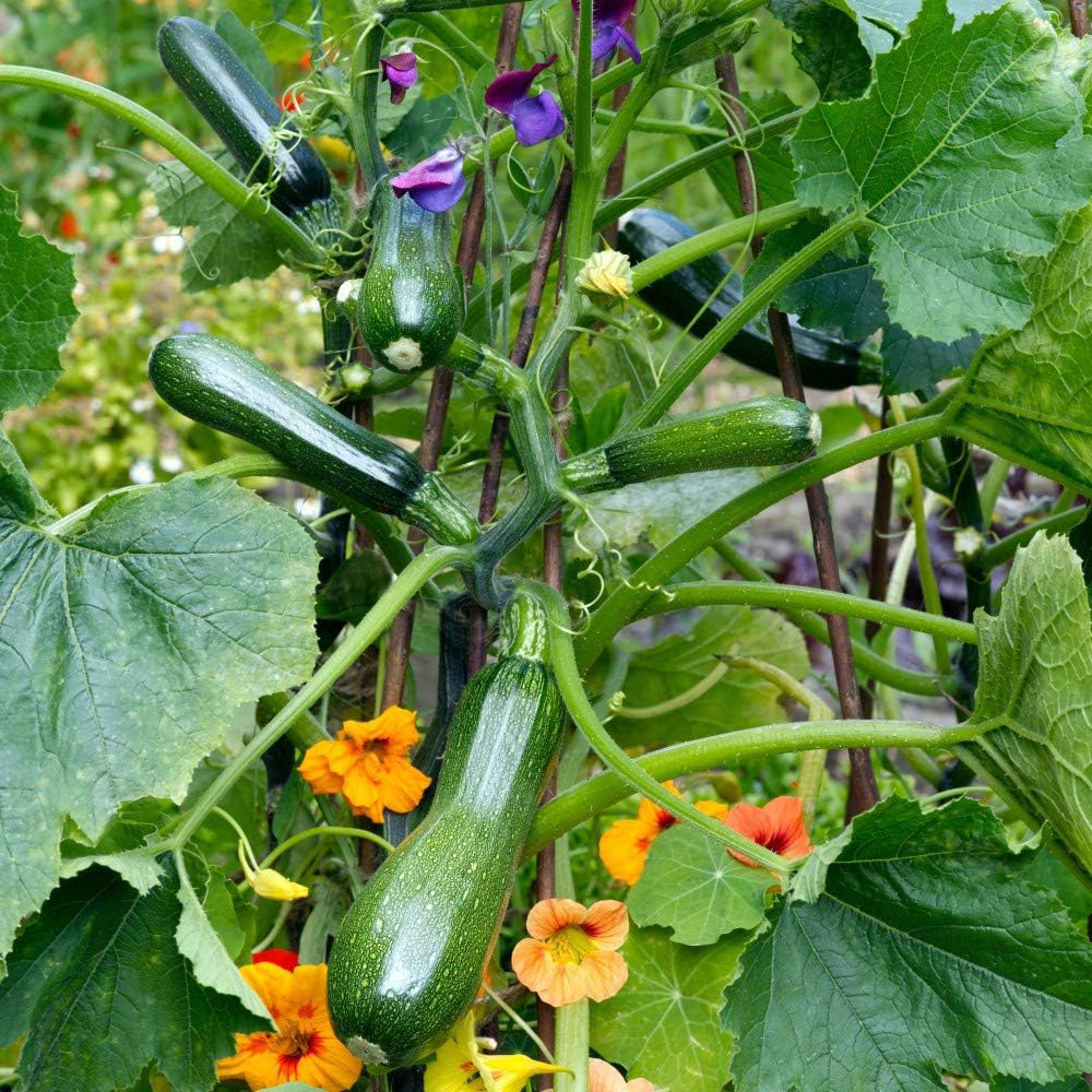 Thompson & Morgan Courgette Black Forest F1 Hybrid 4 Seeds Packet Image 1