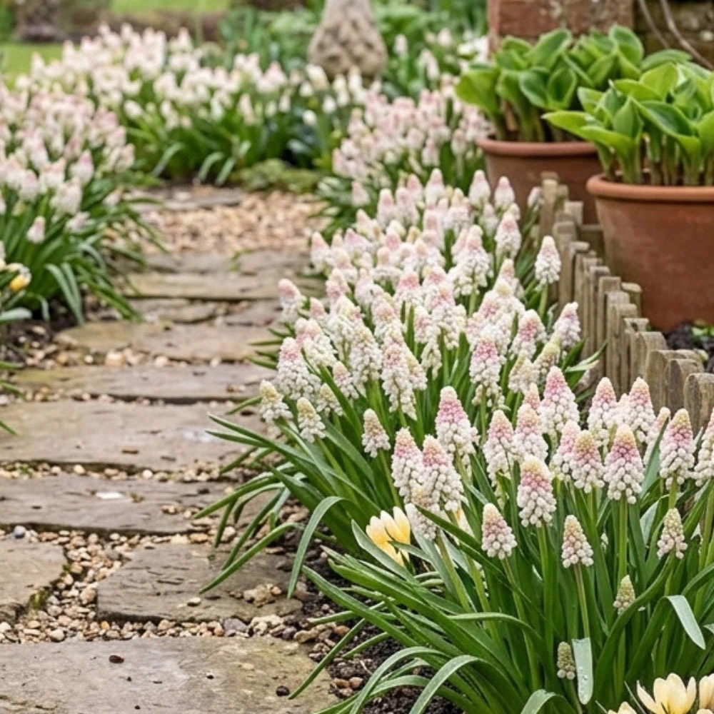 Thompson and Morgan Muscari Lady Madonna Autumn Planting Bulb 32 Pack Image 4