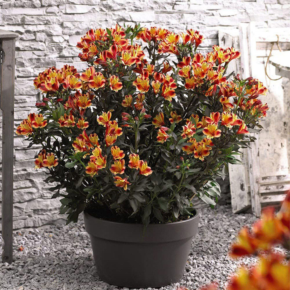 Thompson and Morgan Alstroemeria Indian Summer Jumbo Plug 3 Pack Image 2
