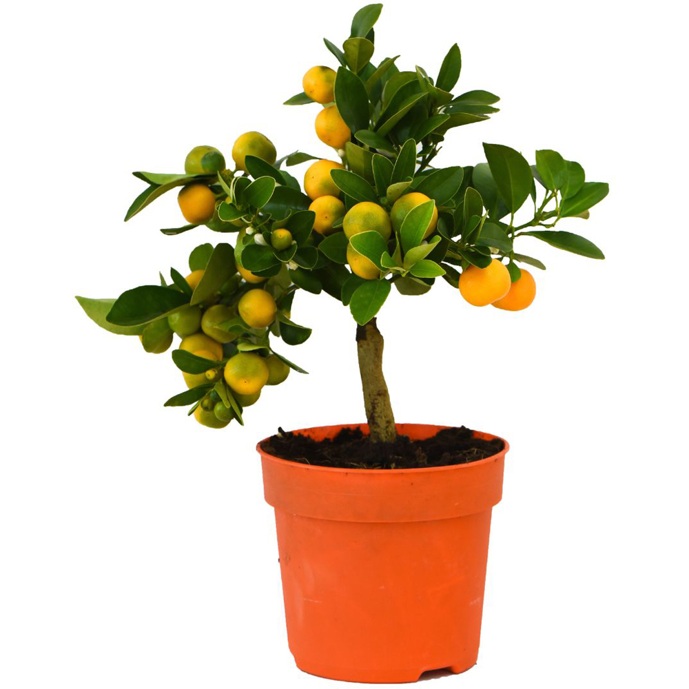 Thompson and Morgan Citrus Orange Plant Pot 9cm 2 Pack Image 3