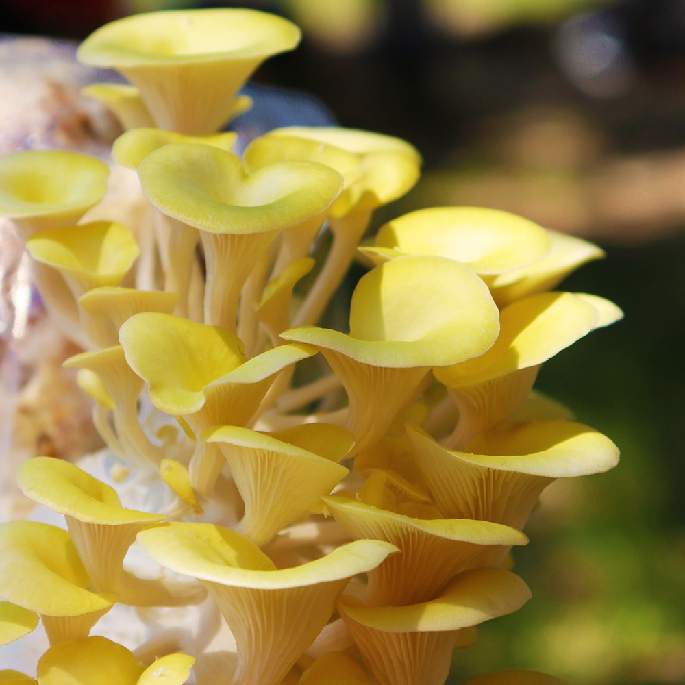 YouGarden Yellow Oyster Mushroom Grow Kit 3L Image 3