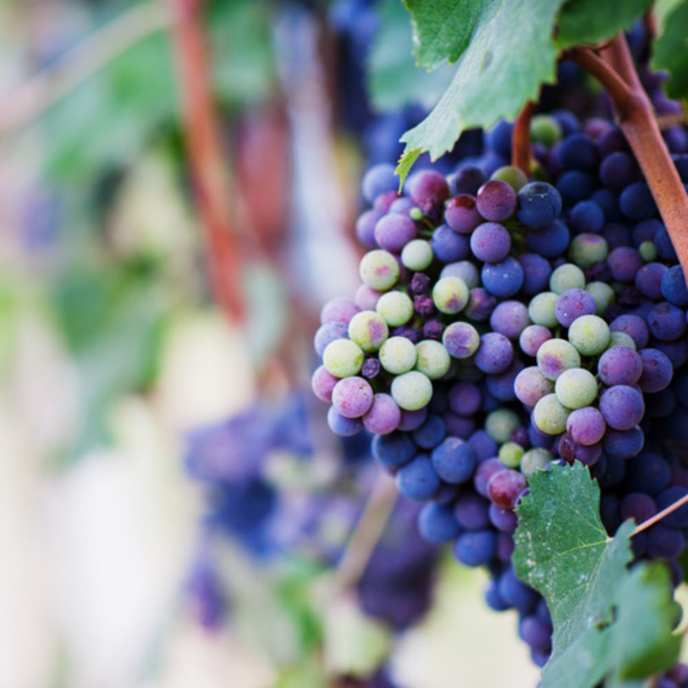 Thompson and Morgan Vitis Grape Romeo Plant in Pot 15cm Image 1