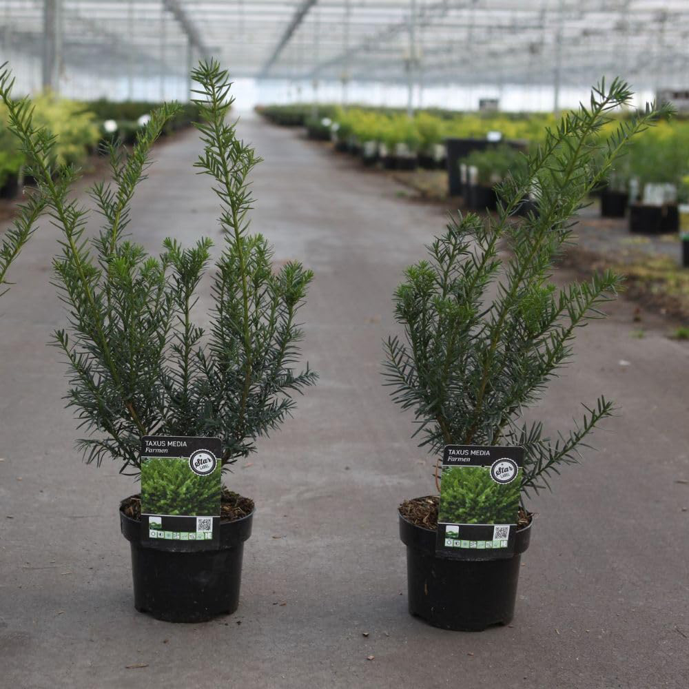 Thompson and Morgan Taxus Media Farmen Plant Pot 3L Image 3
