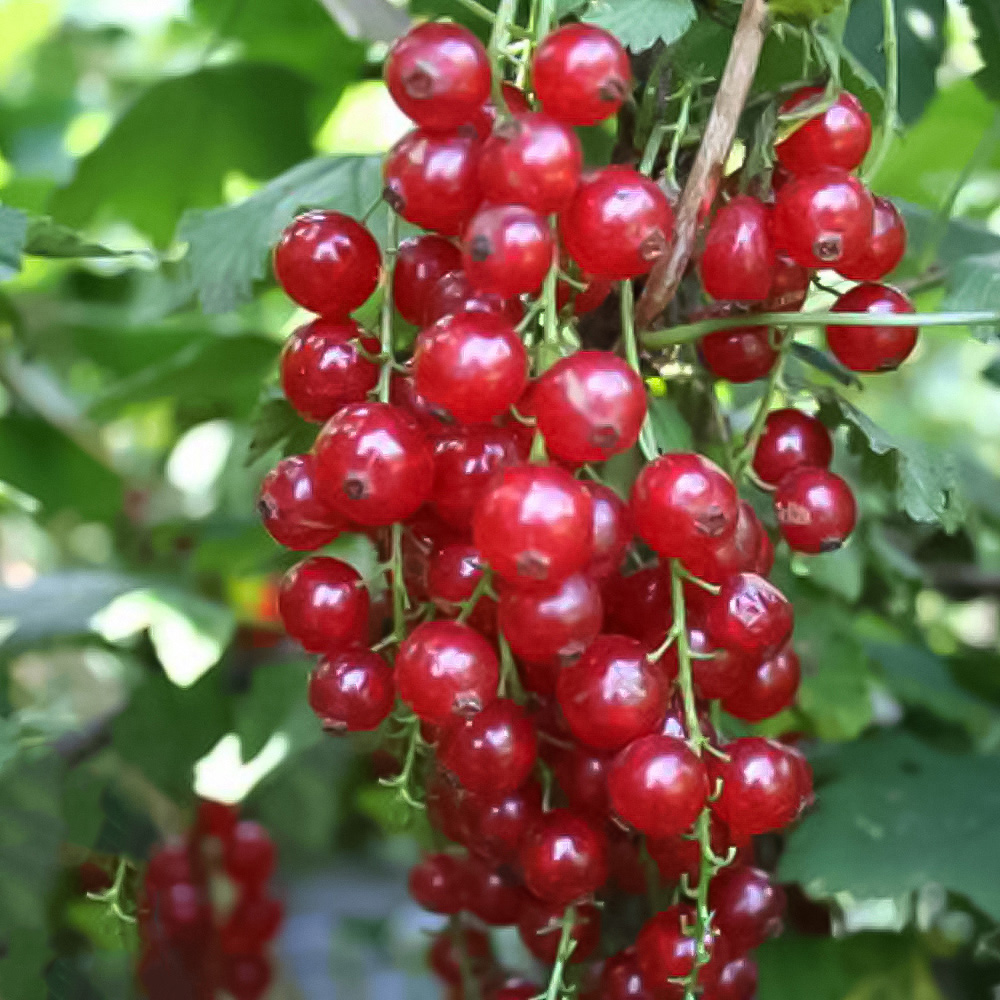Thompson and Morgan Redcurrant Summer Pearls Red Plant Pot 9cm 3 Pack Image 1