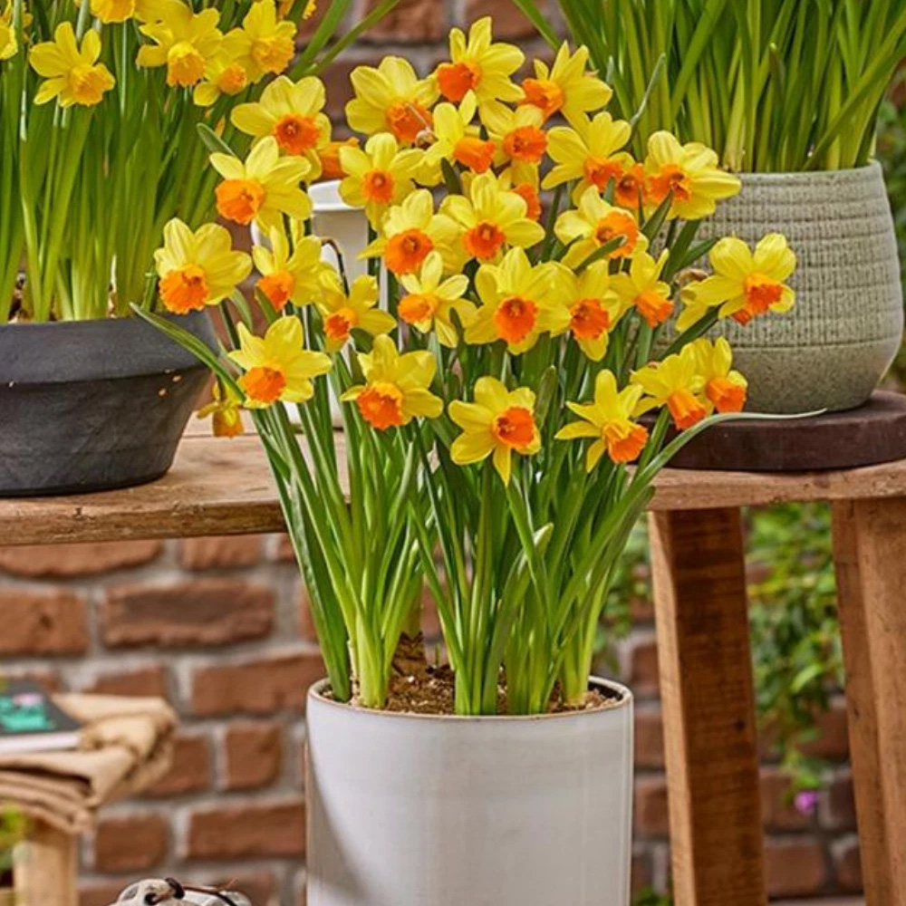 Thompson and Morgan Daffodil Container Collection Planting Bulb 48 Pack Image 4
