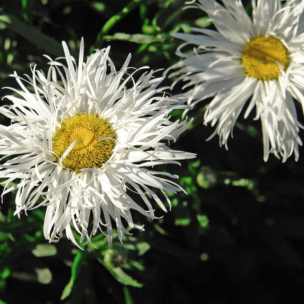 Thompson & Morgan Leucanthemum Crazy Daisy Plant Pot 9cm Image 3
