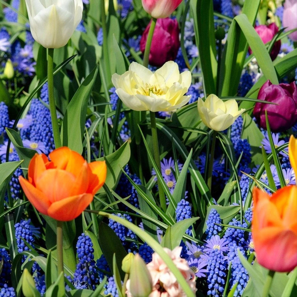 Thompson and Morgan Nurserymans Choice Mixed Planting Bulb 16 Pack Image 3