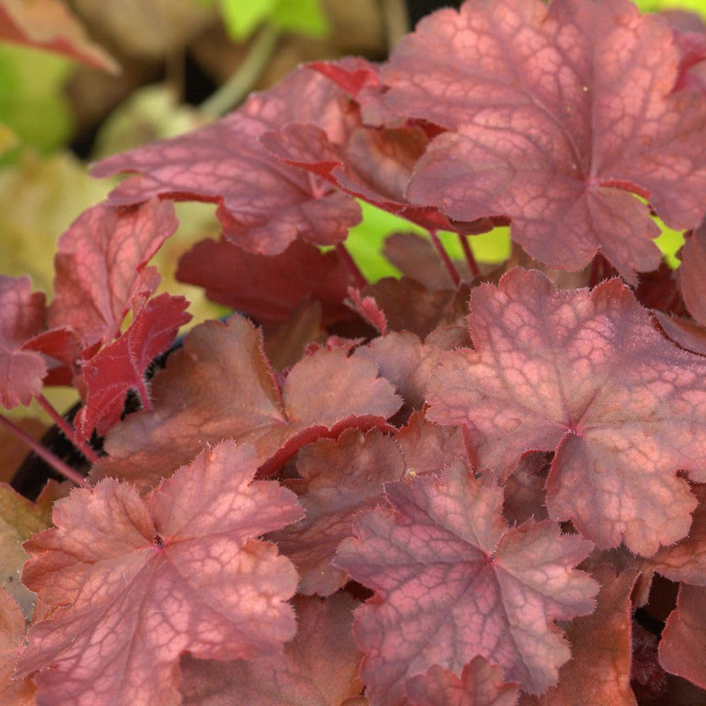 Thompson and Morgan Heuchera Fire Chief Plant Pot 9cm Image 3