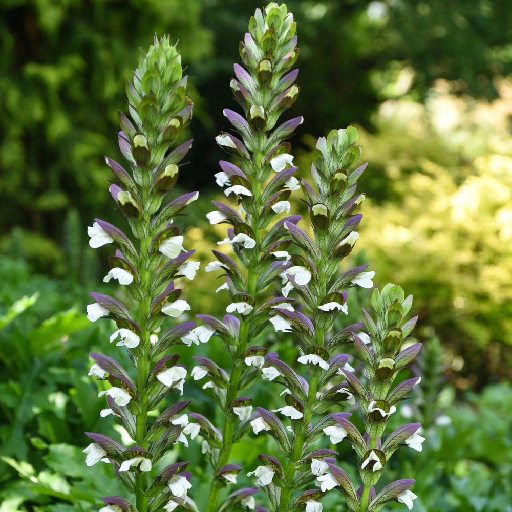 Thompson and Morgan Acanthus Mollis Potted Plant 9cm 2 Pack Image 2