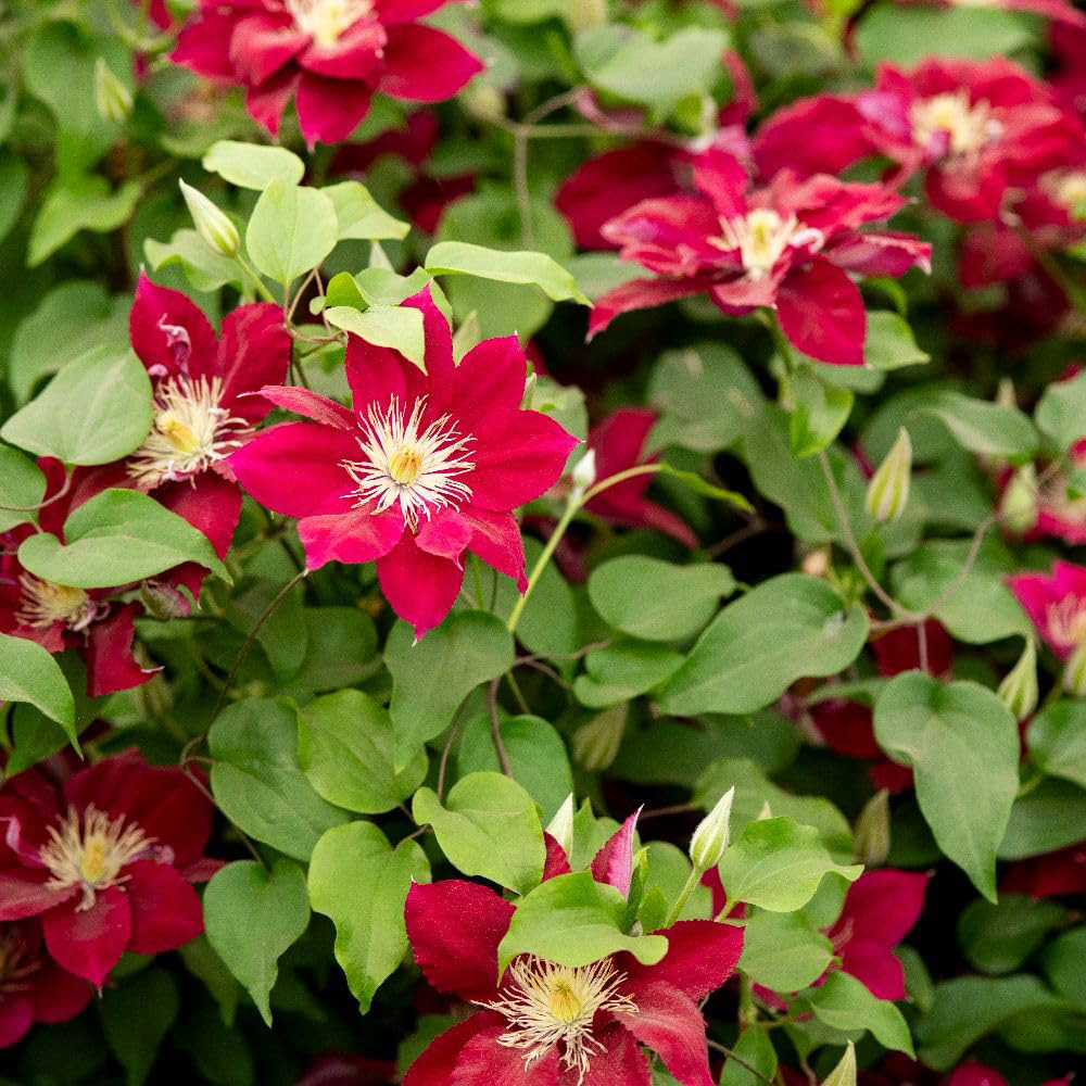 Thompson and Morgan Clematis Elpis Plant Pot 3L Image 4
