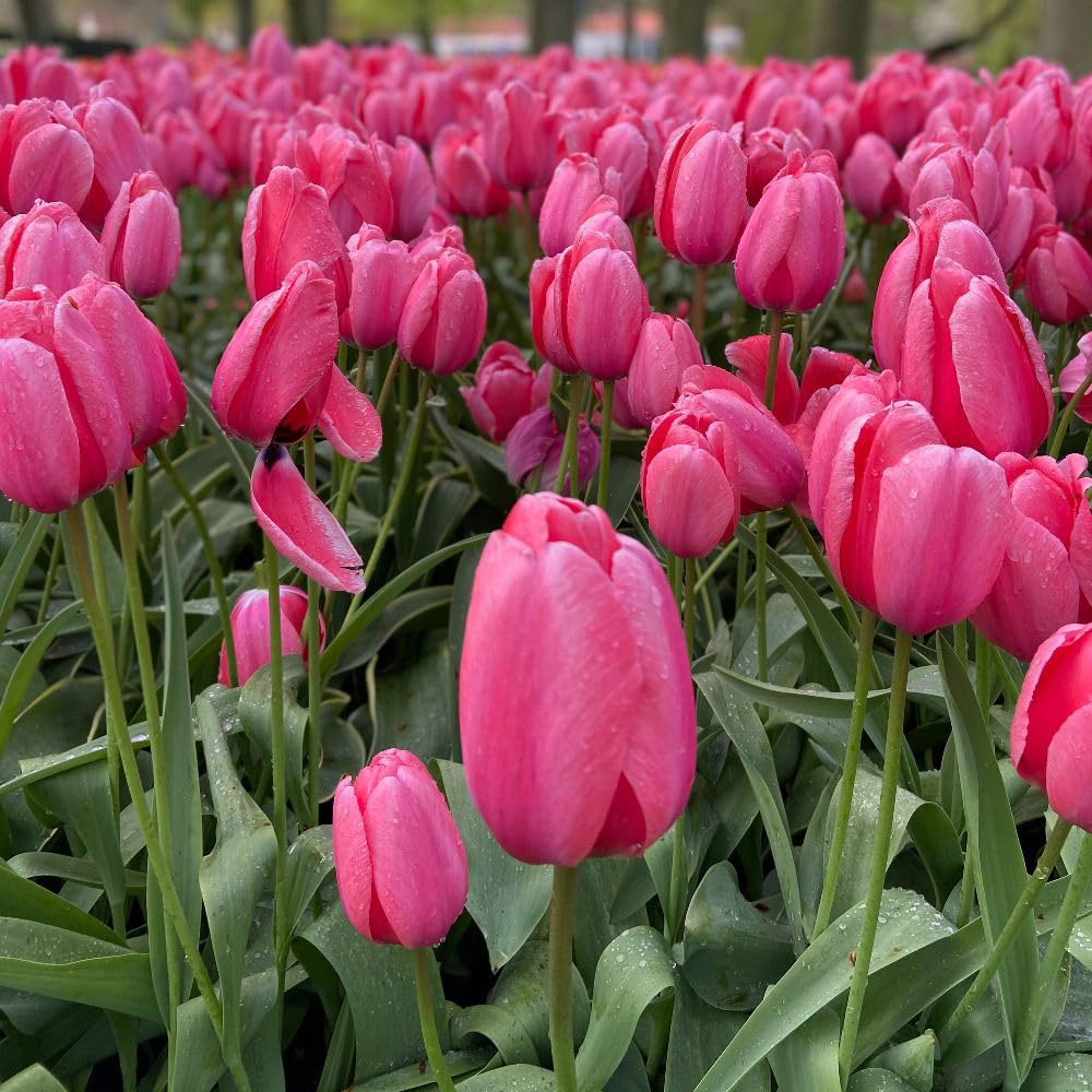 Thompson and Morgan Tulip Pretty in Pink Collection Planting Bulb 64 Pack Image 2