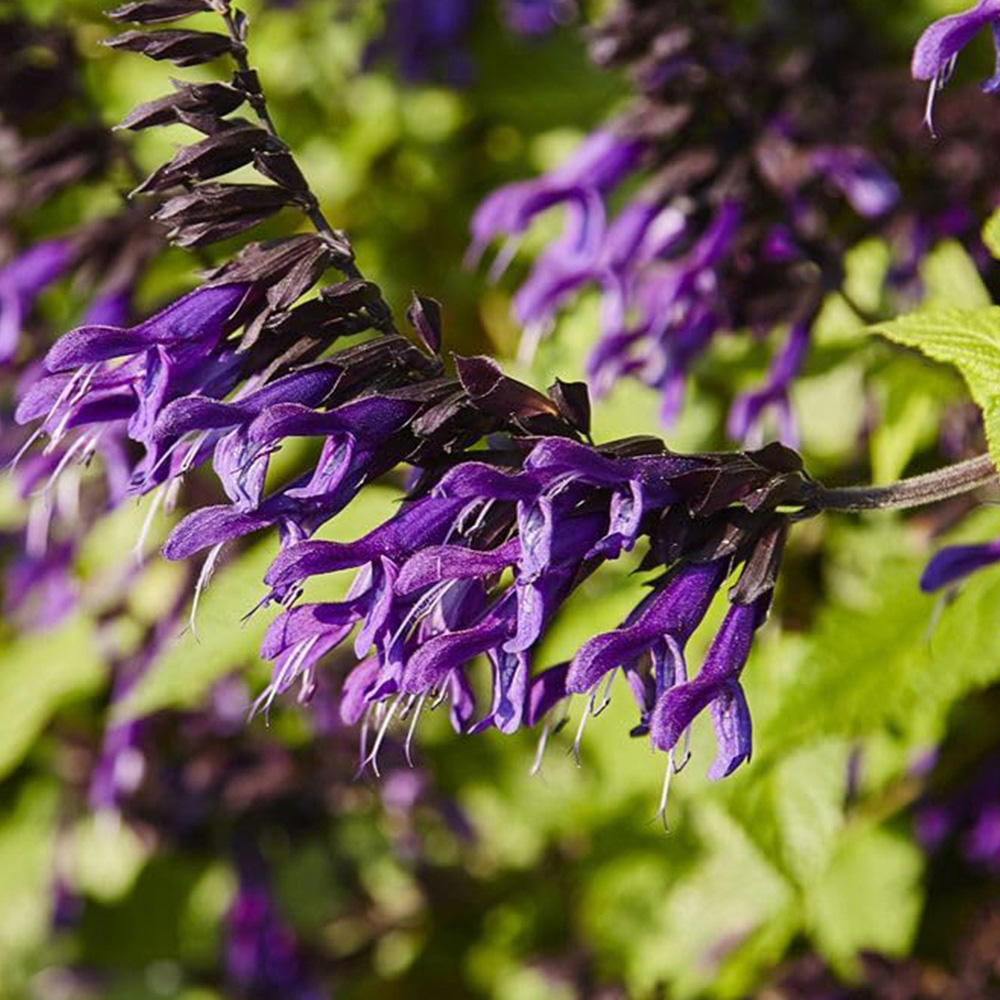 Thompson and Morgan Salvia Amistad Plant Pot 9cm 3 Pack Image 2