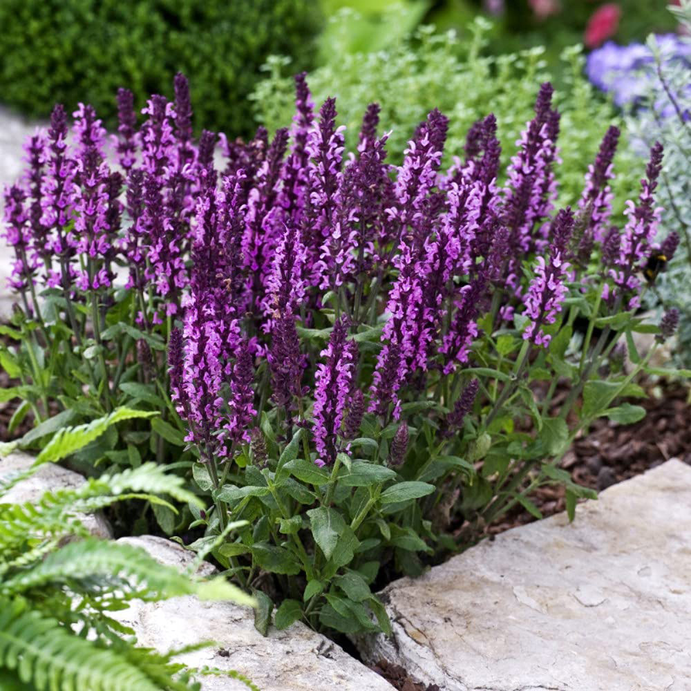 Thompson and Morgan Salvia New Dimensions Mix Garden Ready Plant 15 Pack Image 5