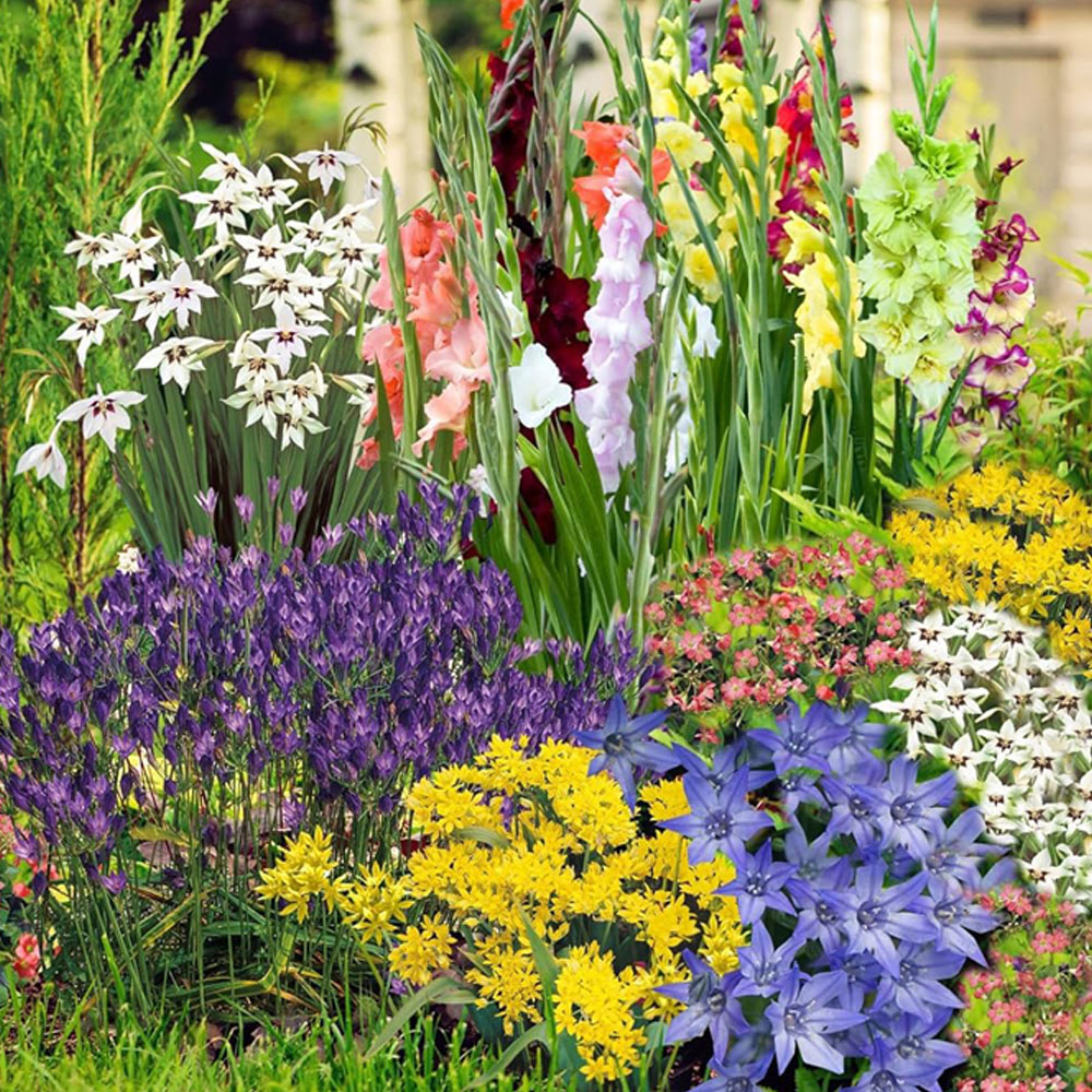 Thompson & Morgan Summer Flowering Planting Bulb 100 Pack Image 1