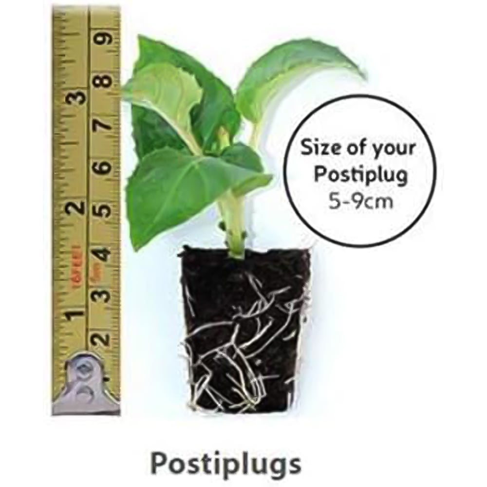 Thompson and Morgan Petunia Surfinia Mixed Postiplugs 40 Pack Image 7