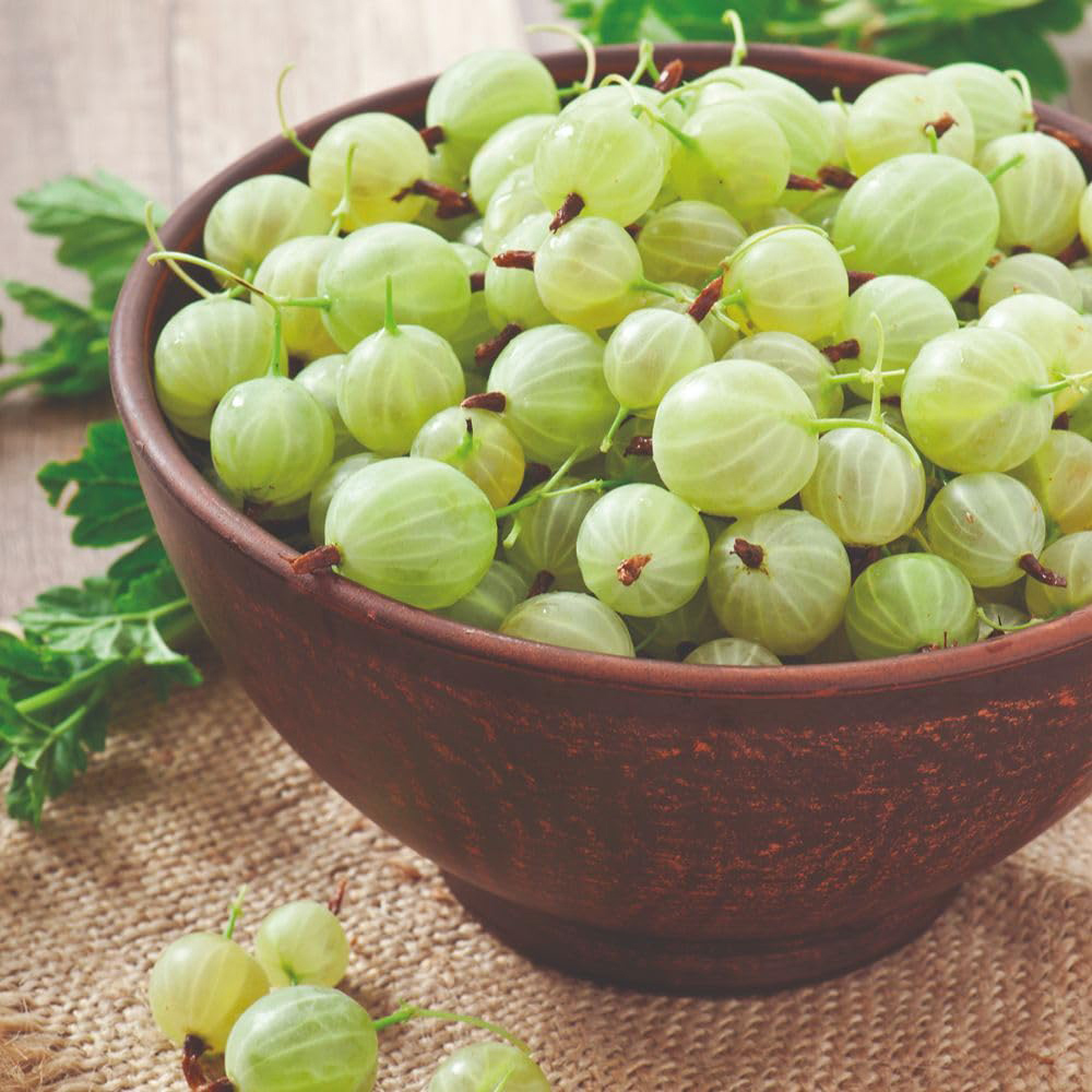 Thompson and Morgan Gooseberry Ribes Uva-Crispa Invicta Plant Pot 2L 2 Pack Image 2