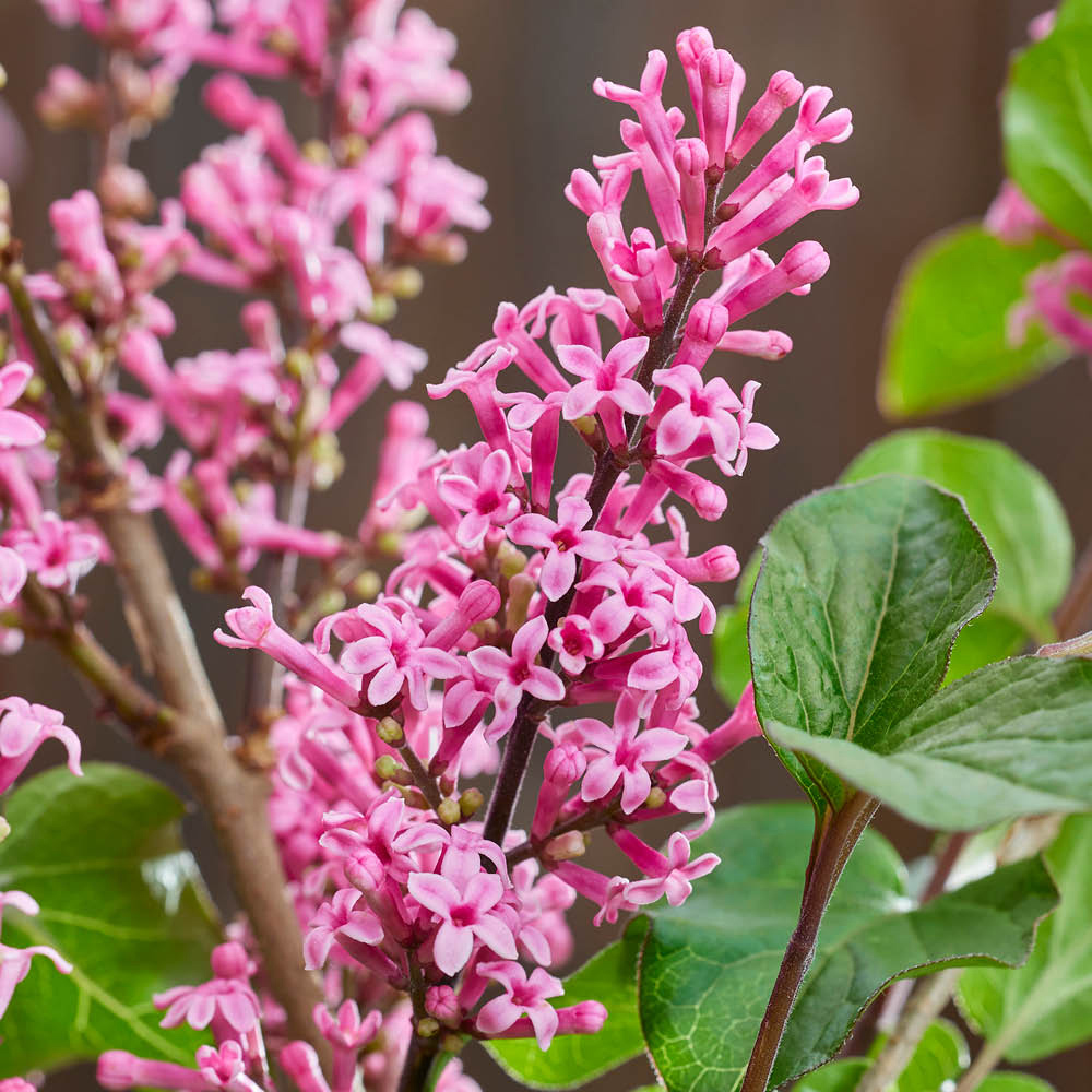 YouGarden Fragrant Dwarf Lilac Collection Plant Pot 3L 2 Pack Image 2