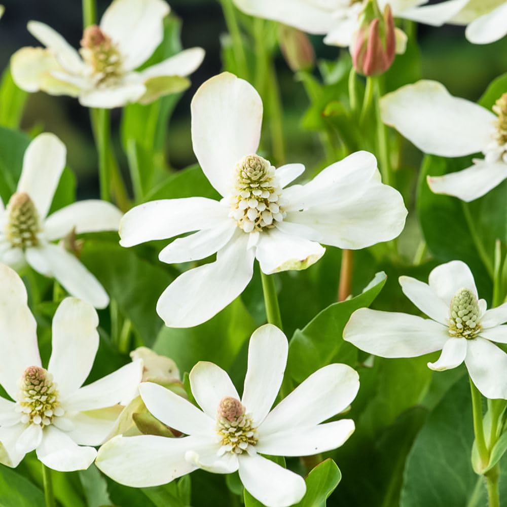 Thompson and Morgan Anemopsis Californicum Plant Pot 9cm 3 Pack Image 1