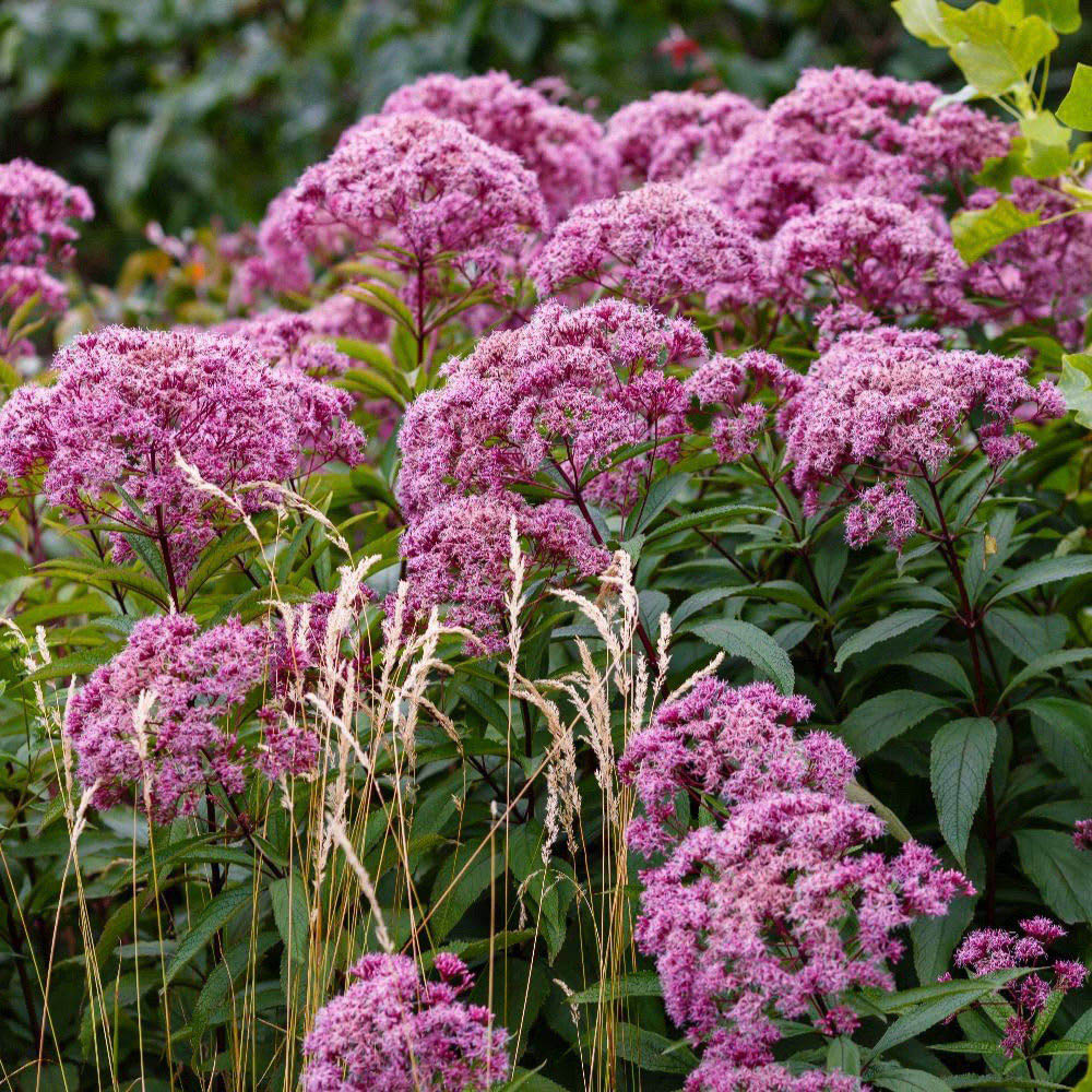 Thompson and Morgan Eupatorium Cannabinum Plant Pot 1L 3 Pack Image 2