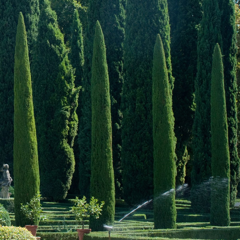 Thompson and Morgan Cupressus Sempervirens Italian Cypress Stricta Plant Pot 14cm 4 Pack Image 3