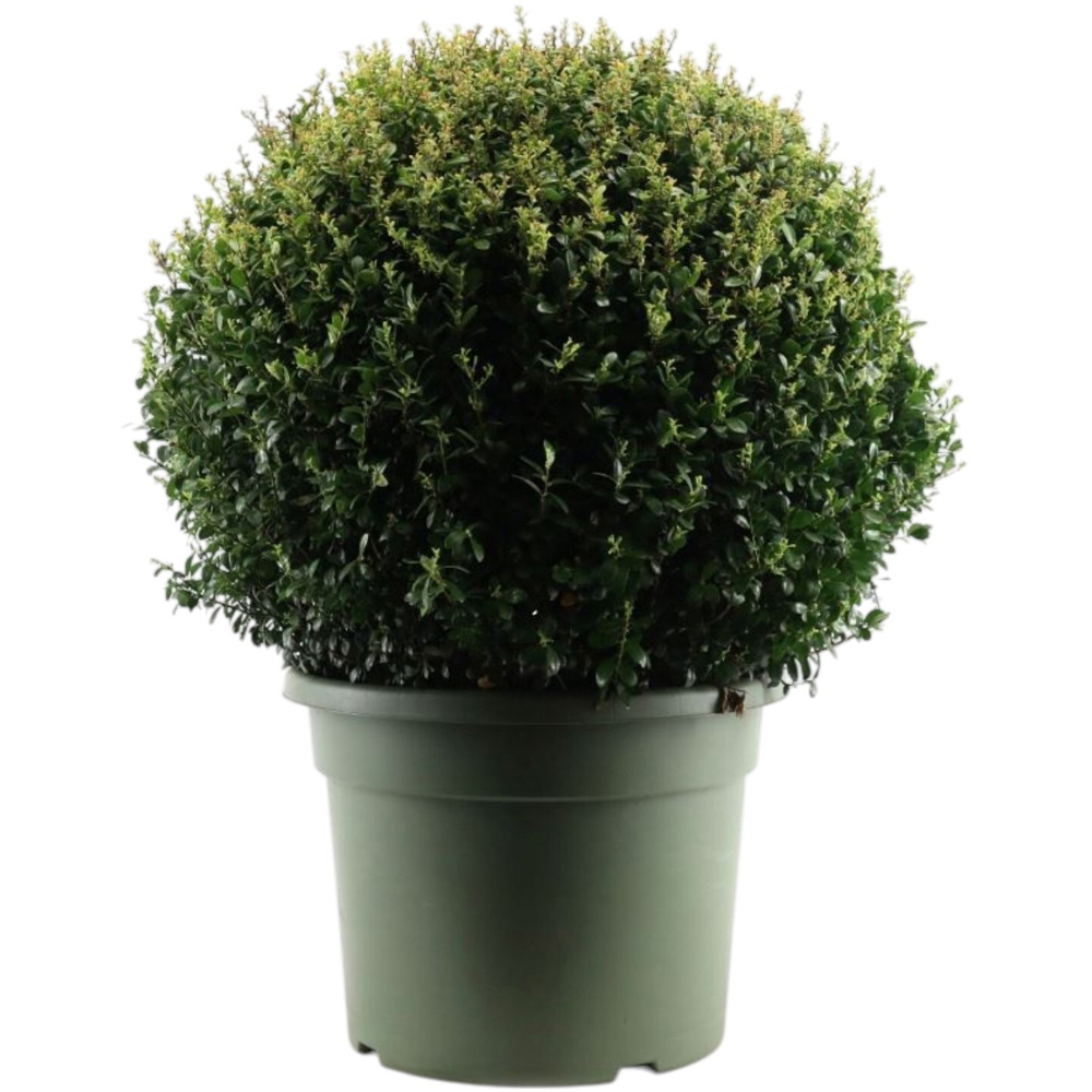 Ilex Crenata Jenny Ball Plant Image 2