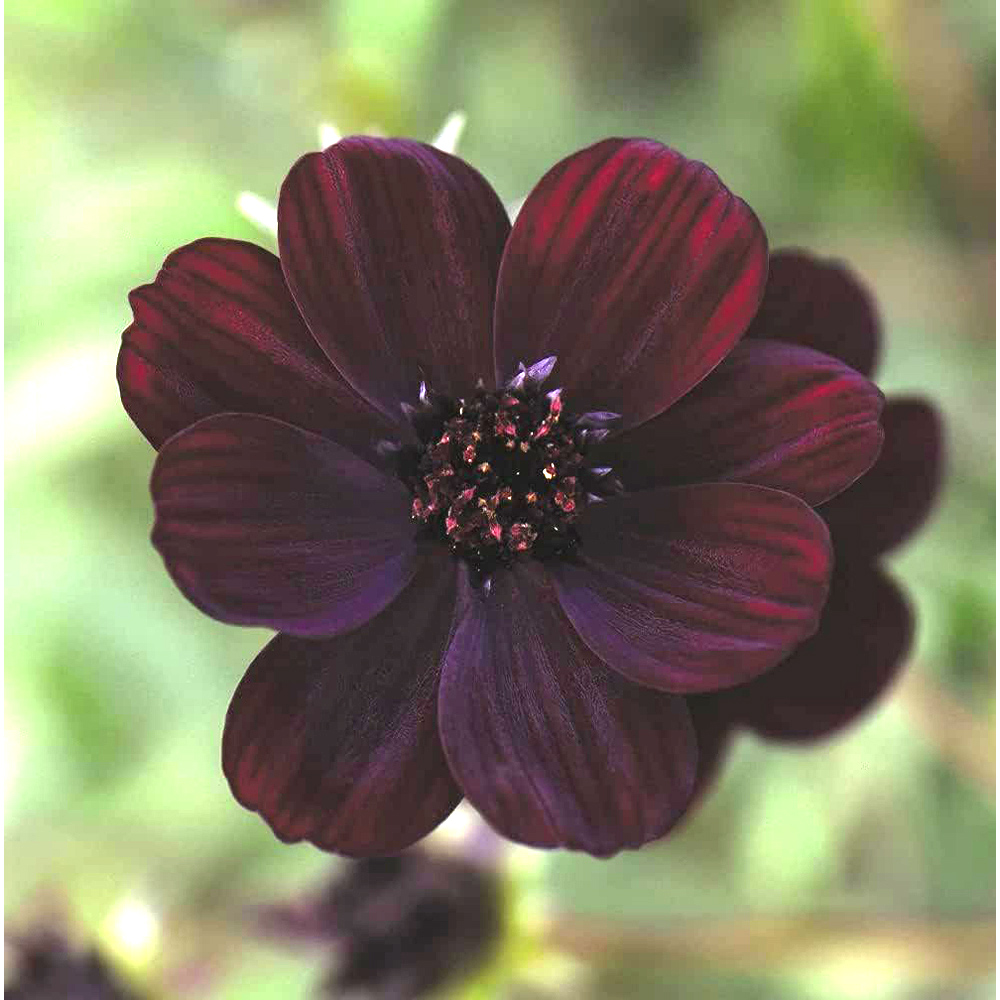 Thompson and Morgan Cosmos Chocamocha Jumbo Plugs 3 Pack Image 2