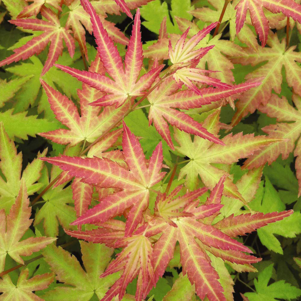 Thompson & Morgan Acer Palmatum Orange Beauty Dream Plant Pot 10.5cm 2 Pack Image 3