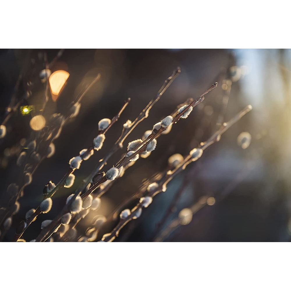 Inspirational Gifting White Willow Bare Root Hedge Plant Sapling 3-4ft 5 Pack Image 2