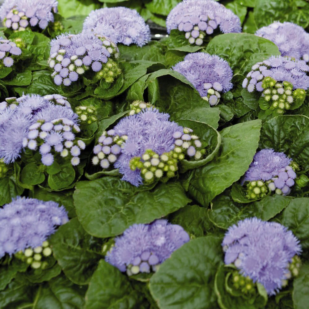 Thompson and Morgan Ageratum Houstonianum Blue Danube Garden Ready Plant 15 Pack Image 2